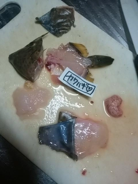 カワハギ