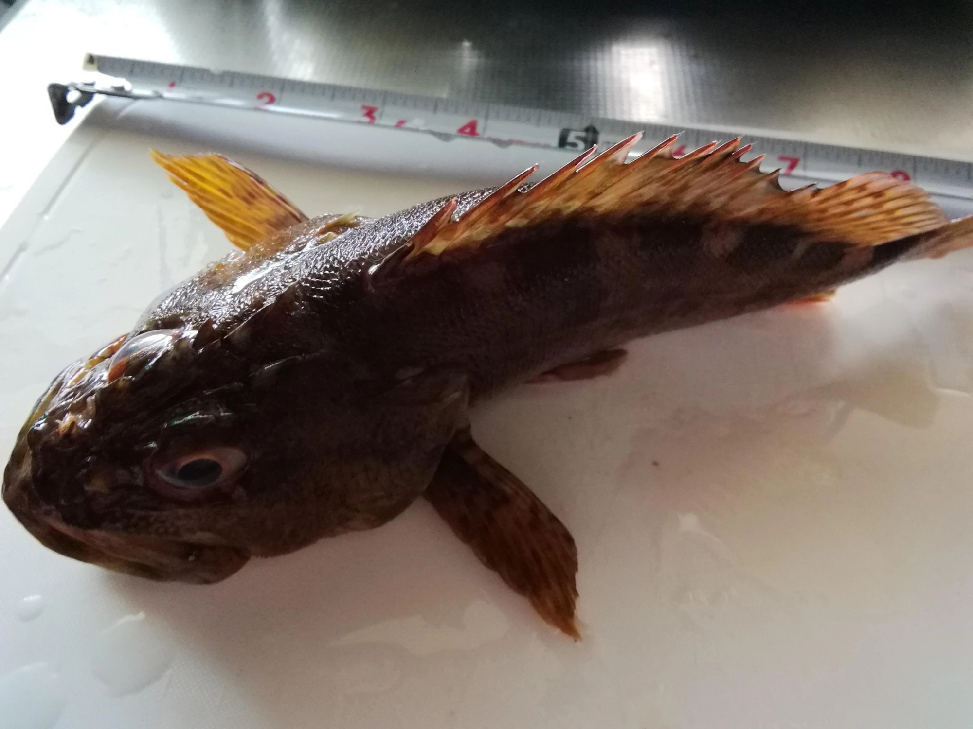 23cm