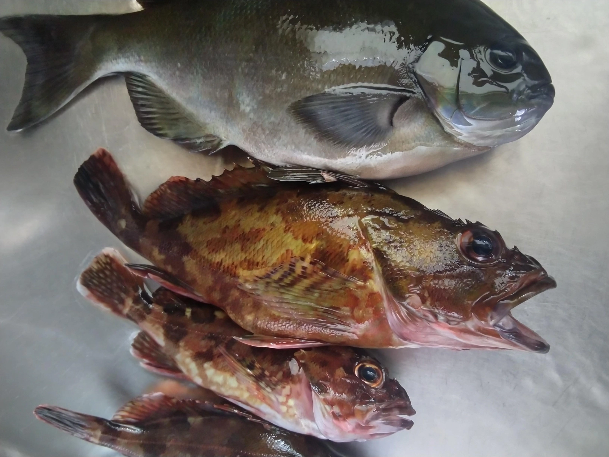 刺し身のときに余った魚をつかいました。