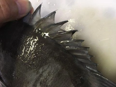 ヒレにひそむトゲには注意しましょう！