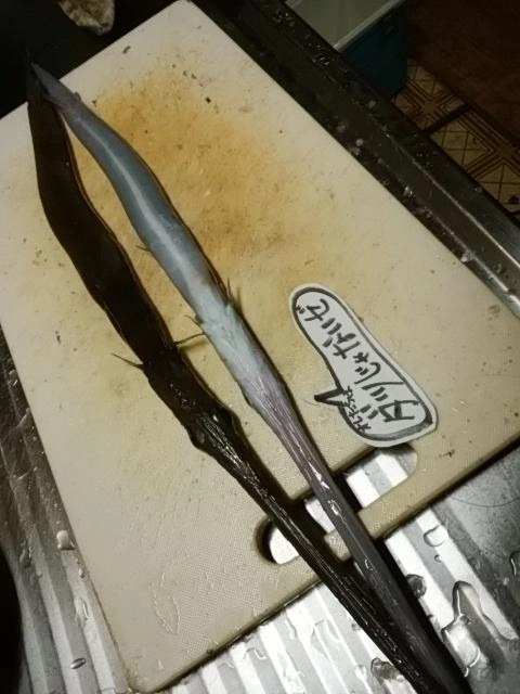 ヤガラでした