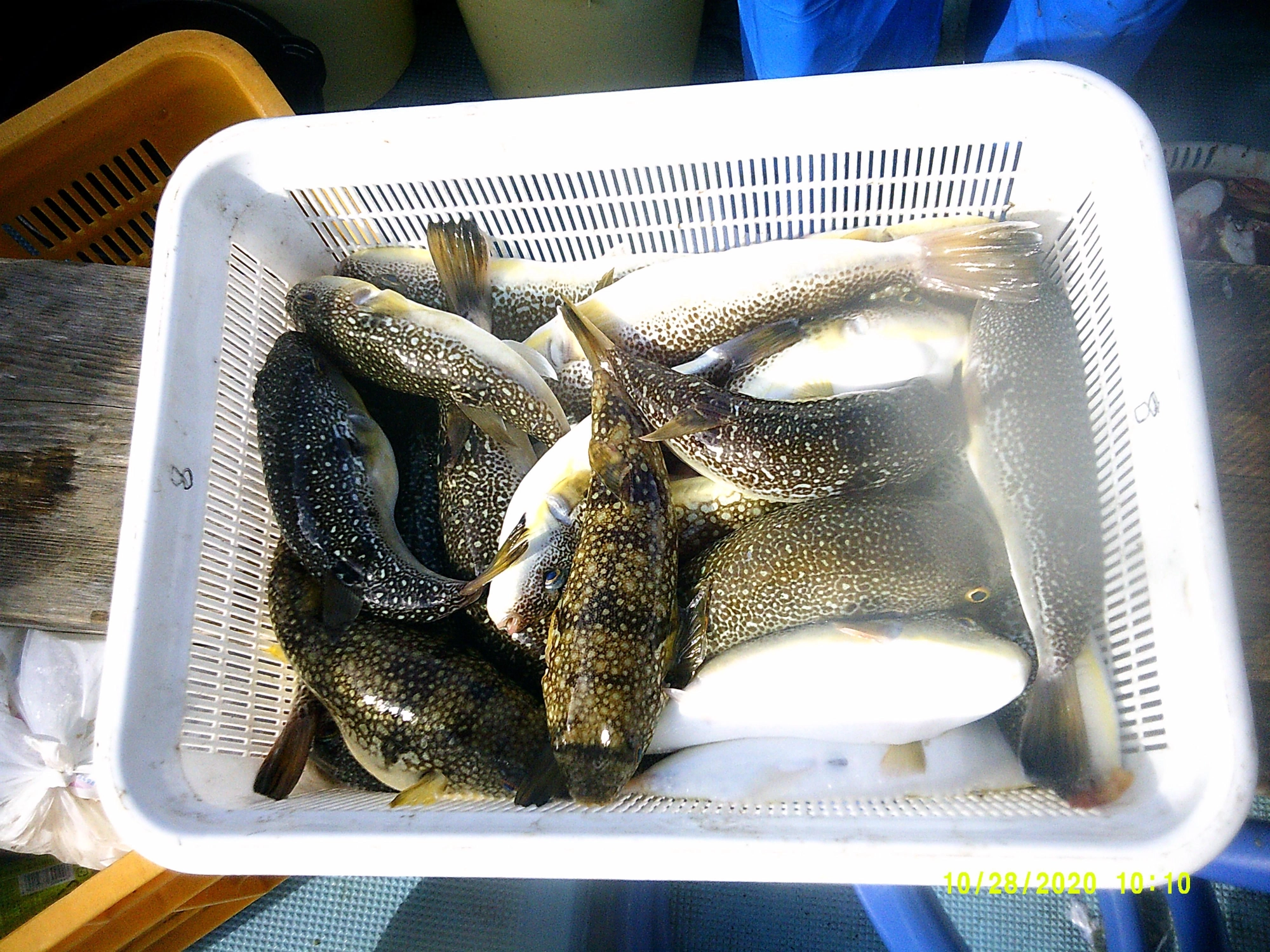 伊勢湾、三河湾で釣れるフグ(ショウサイフグ・ヒガンフグ)の唐揚げをご家庭で