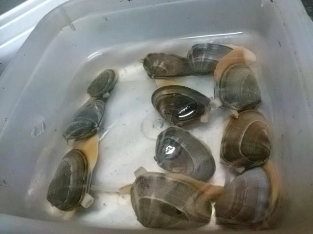 謎の貝