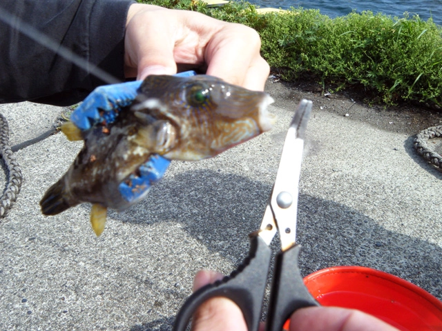 危険な魚はメゴチバサミとプライヤーで外します。