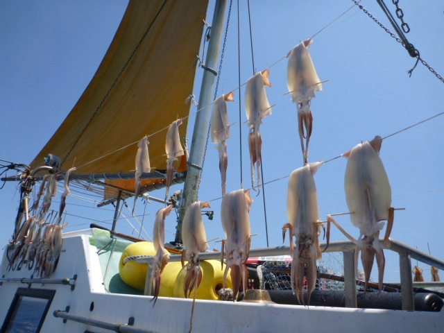 釣り人の特権パート２の沖干し！大型のスルメイカが釣れたら竹串を使って干しましょう！お酒との相性抜群です！！竹串の使い方はスタッフにお問い合わせ下さい！
