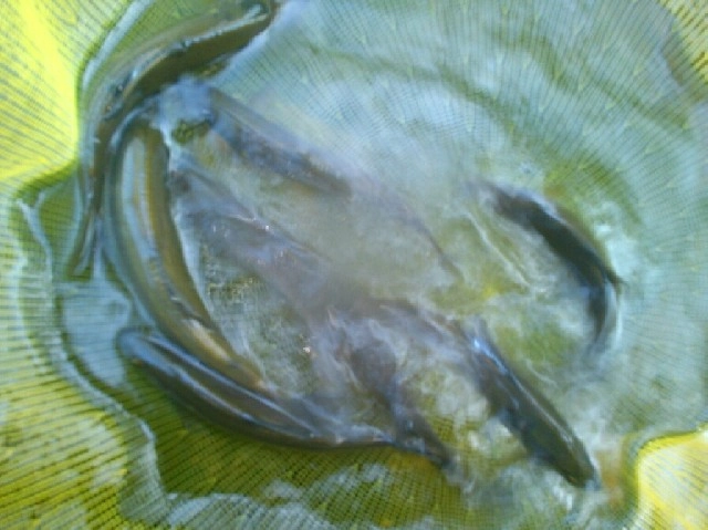 解禁日の釣果です。