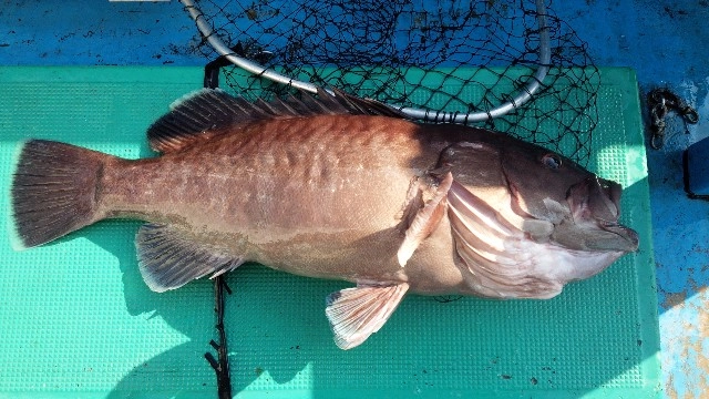 この日最大のマハタ６．２Ｋｇ