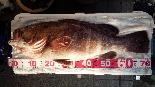 マハタ６ｋｇ　