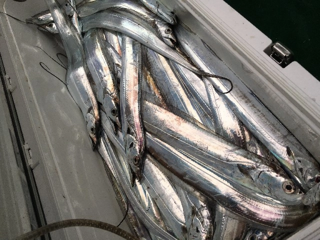 二人で１００本越え！！大満足の釣果！！釣った後の楽しみが大きいのも魅力の一つですね！！
