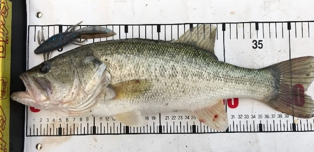 サンショウウオで４３ｃｍ！