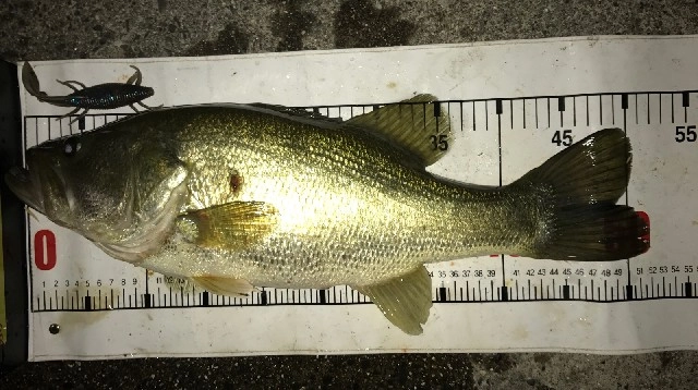 ５１ｃｍもサンショウウオで！