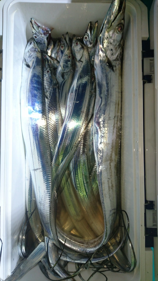良型混じりで４４匹の釣果！！