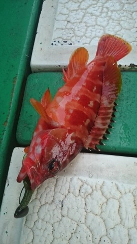 20170621ｓ.jpg