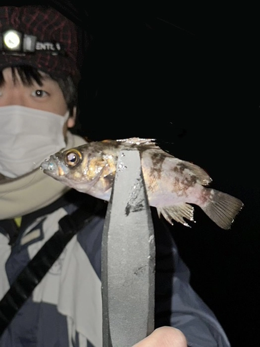 チビメバル　スタッフ市川