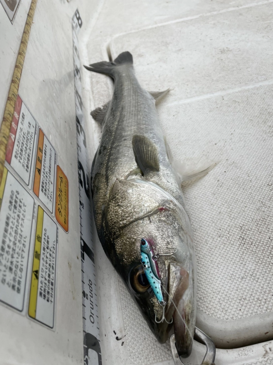 シーバス　四日市　ボート