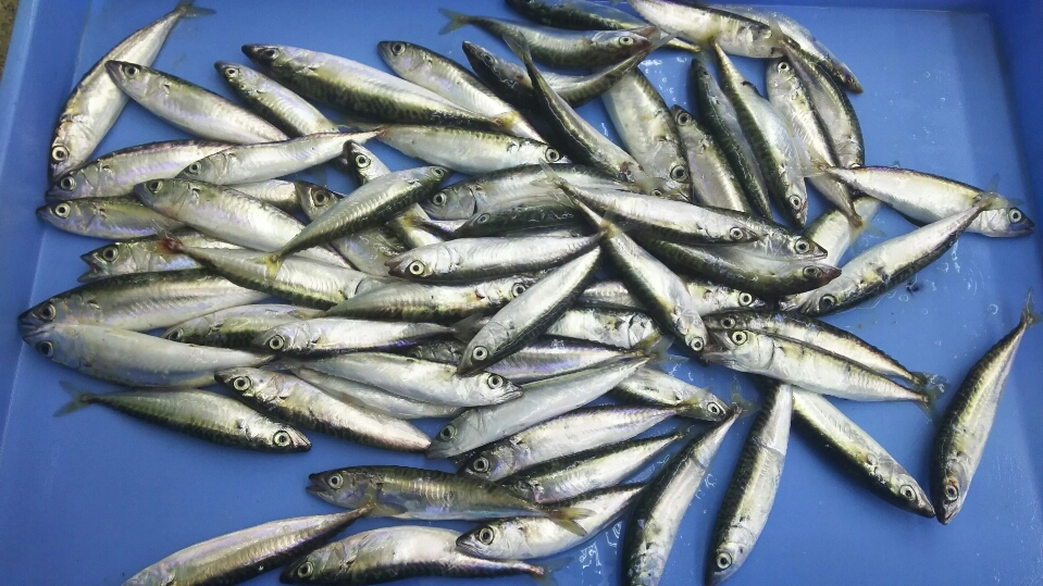今日釣れたサバ！サイズは10ｃｍ前後が多く最大13ｃｍくらいでした。