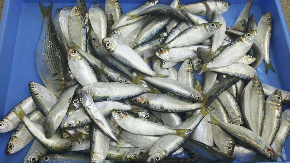 サッパの釣果の一部です。コノシロも混じってます。