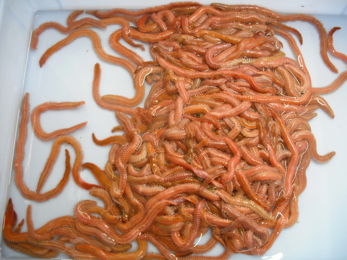 「ｺﾞｰﾙﾄﾞイソメ　イシグロ」の画像検索結果