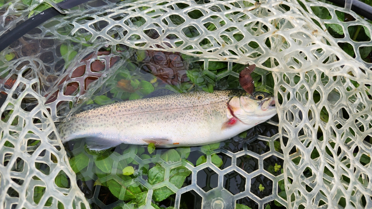 ロデオクラフトのモカDRSSで釣れたニジマス