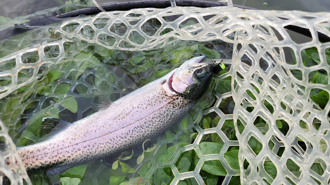 アイマのコレット45はニジマスも釣れます。