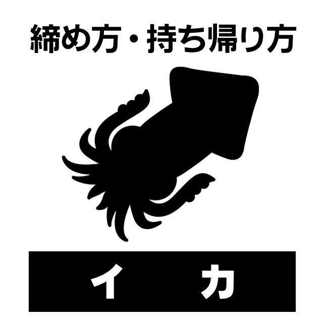 イカの締め方・持ち帰り方