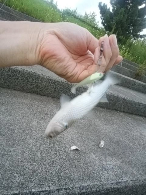 ボラスレ涙。