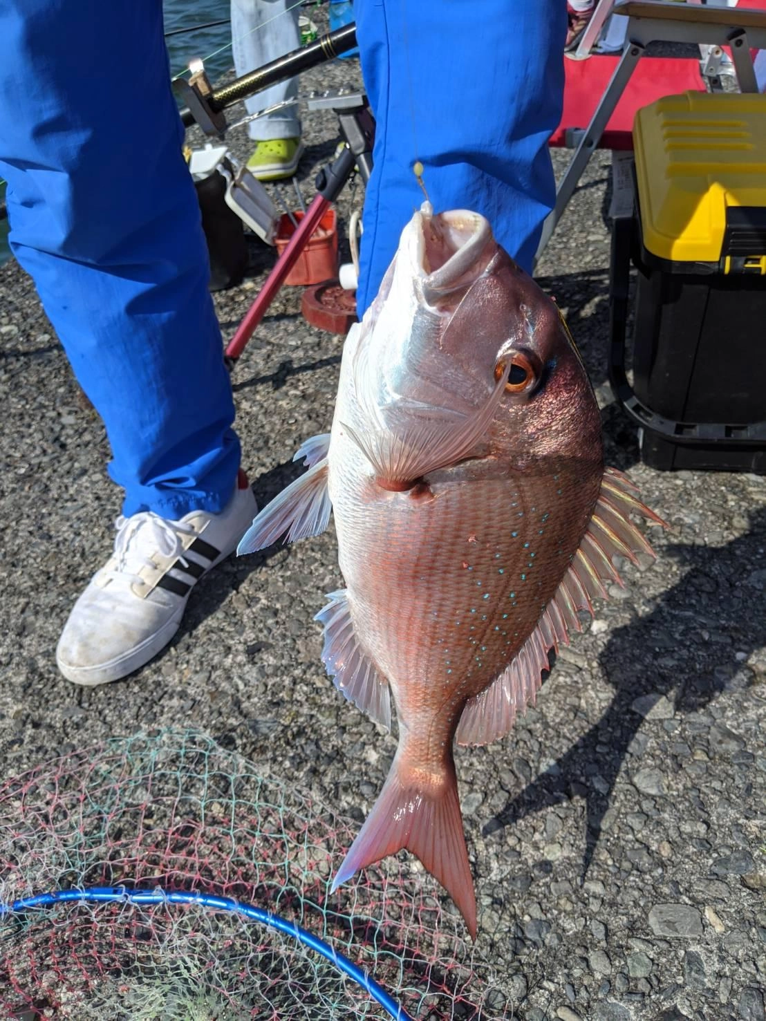 カゴ釣りで良型のマダイ釣れました！