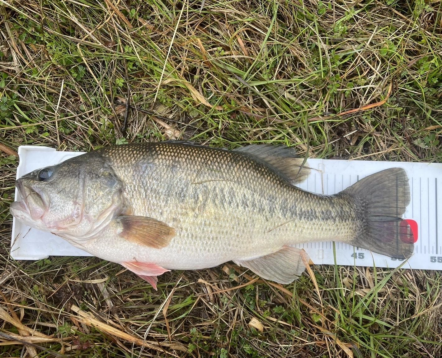 52cm！