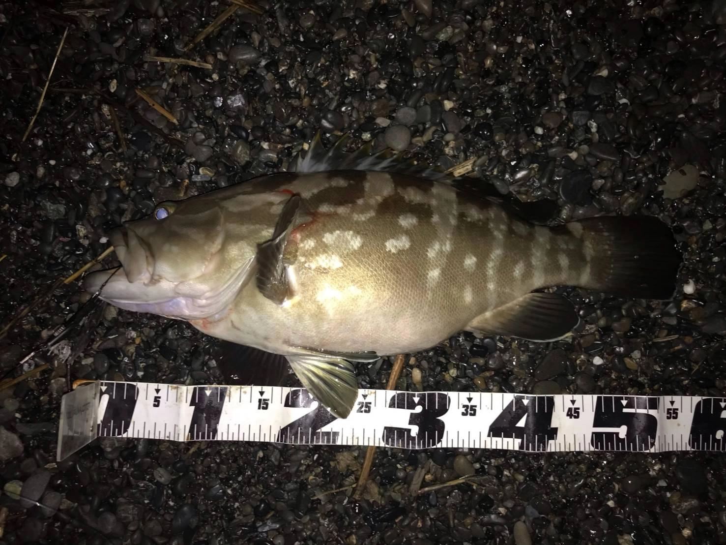 ぶっこみ釣りでの釣果！