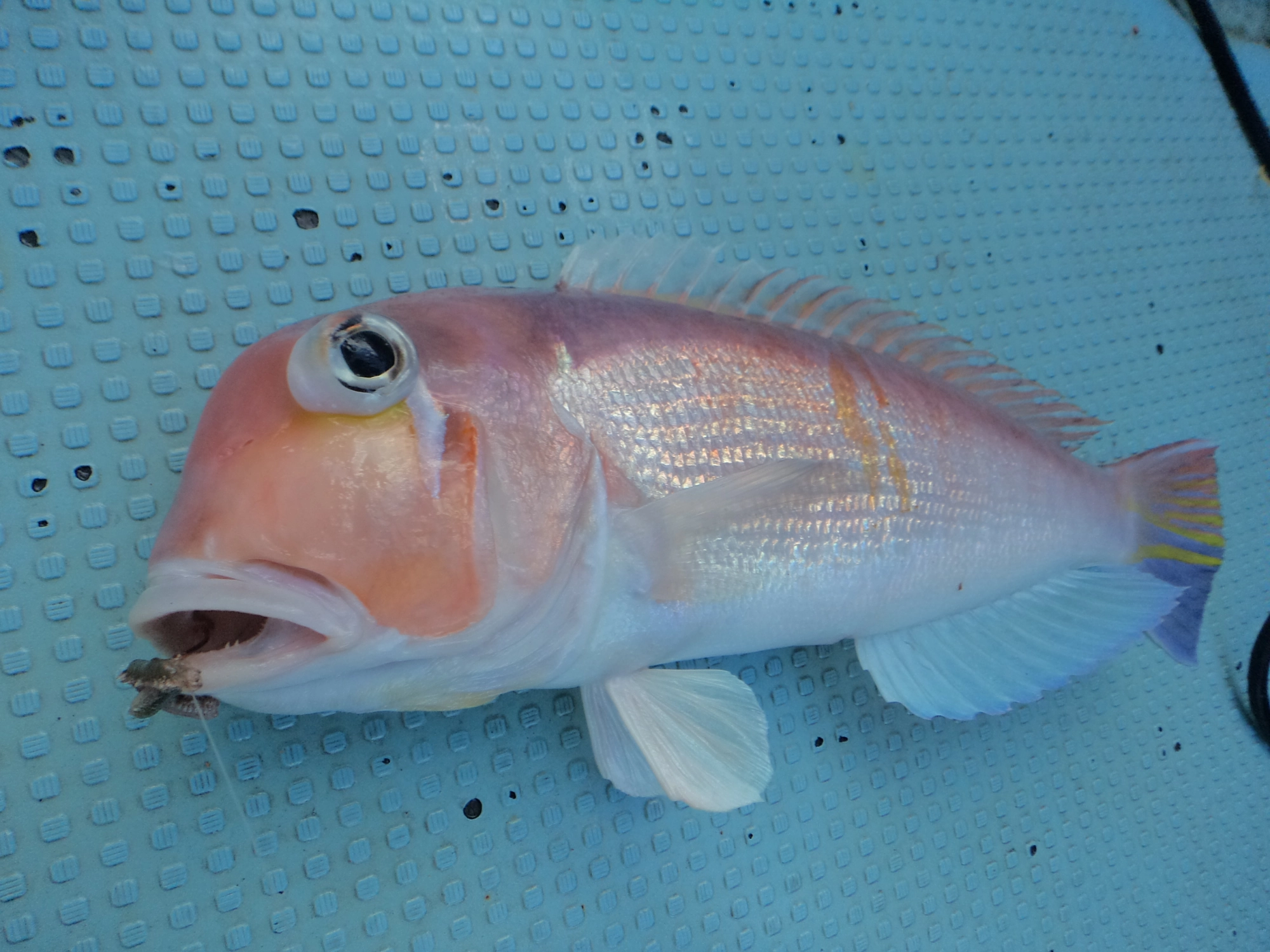 アオイソメでも釣れます