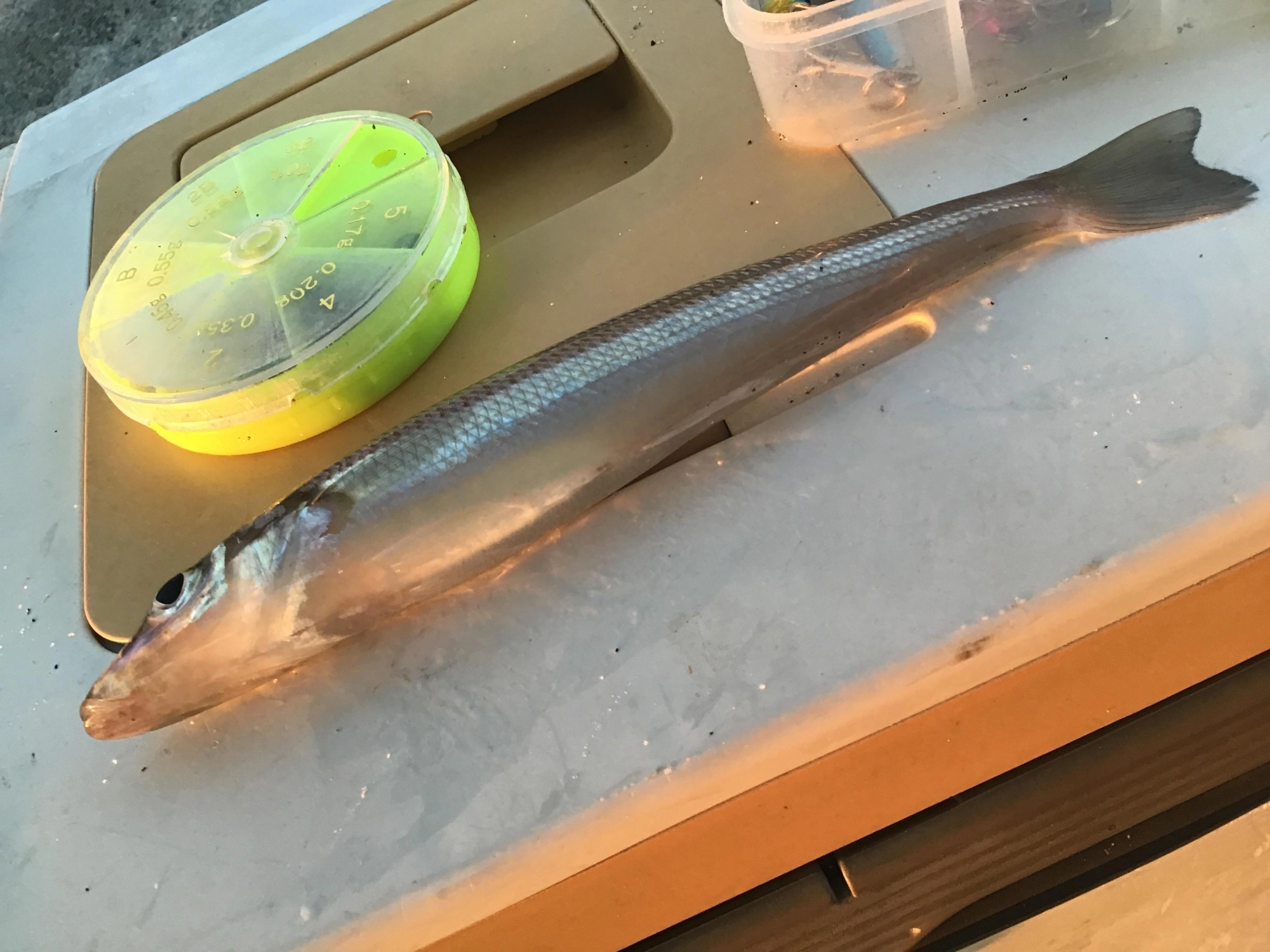 シロギスは綺麗です