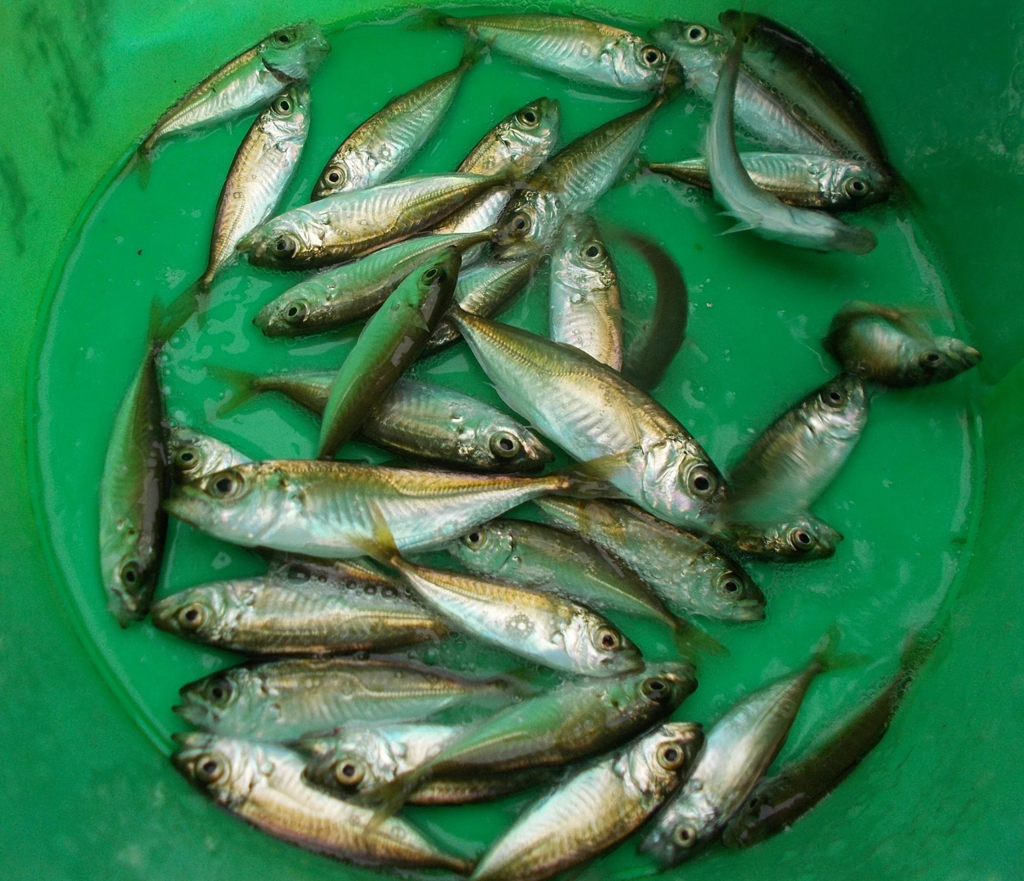 少しサイズが小さいですがアジが釣れました♪他にサバ、イワシも釣れてきましたよ。