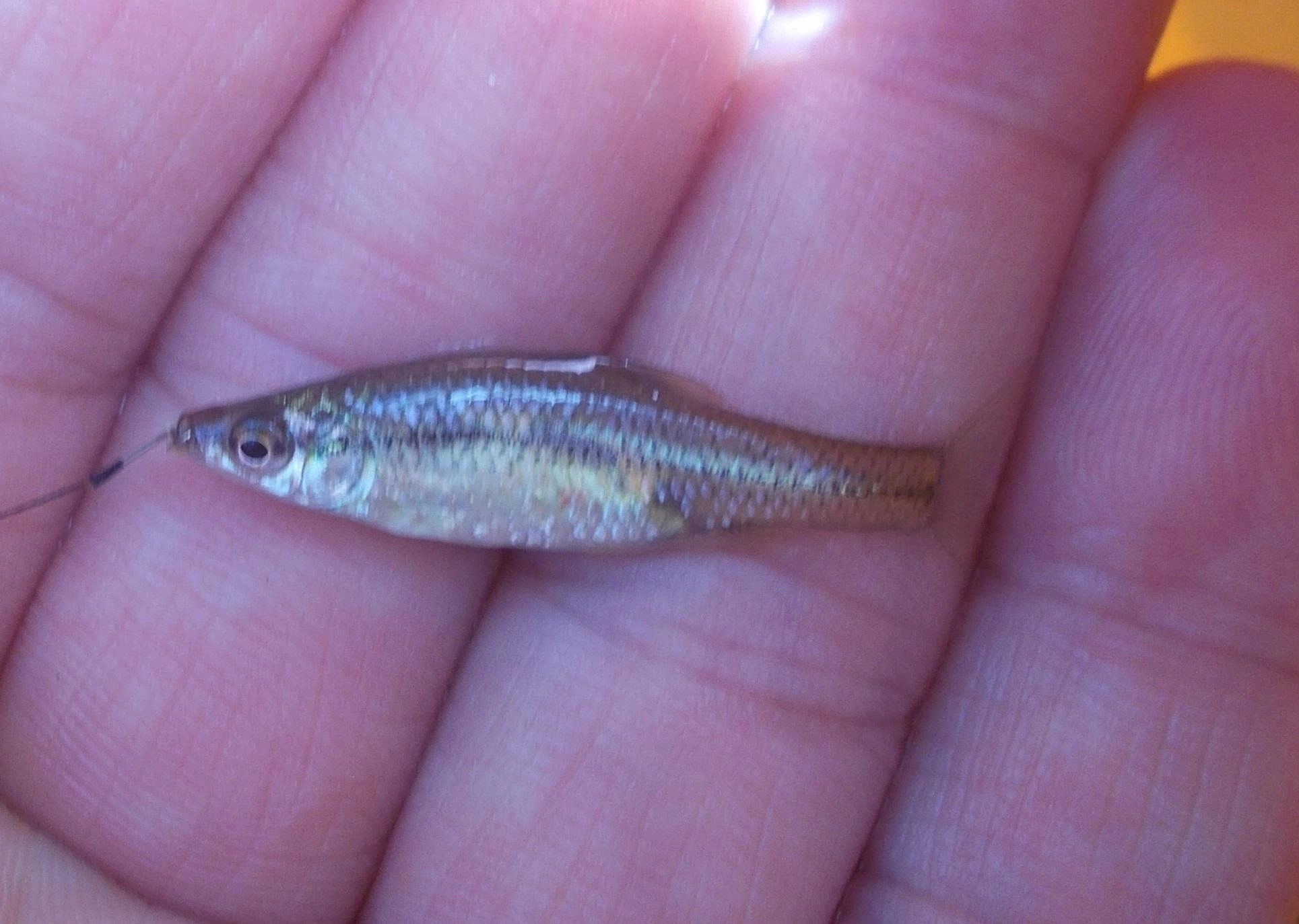 他にもクチボソがたくさん釣れてきましたよ。