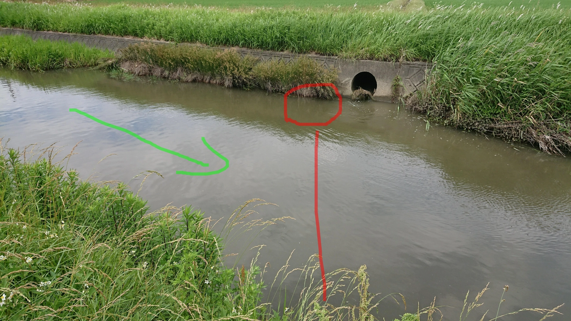 水深は15センチぐらいでしょうか。
流れ込みの少し上流にいました。