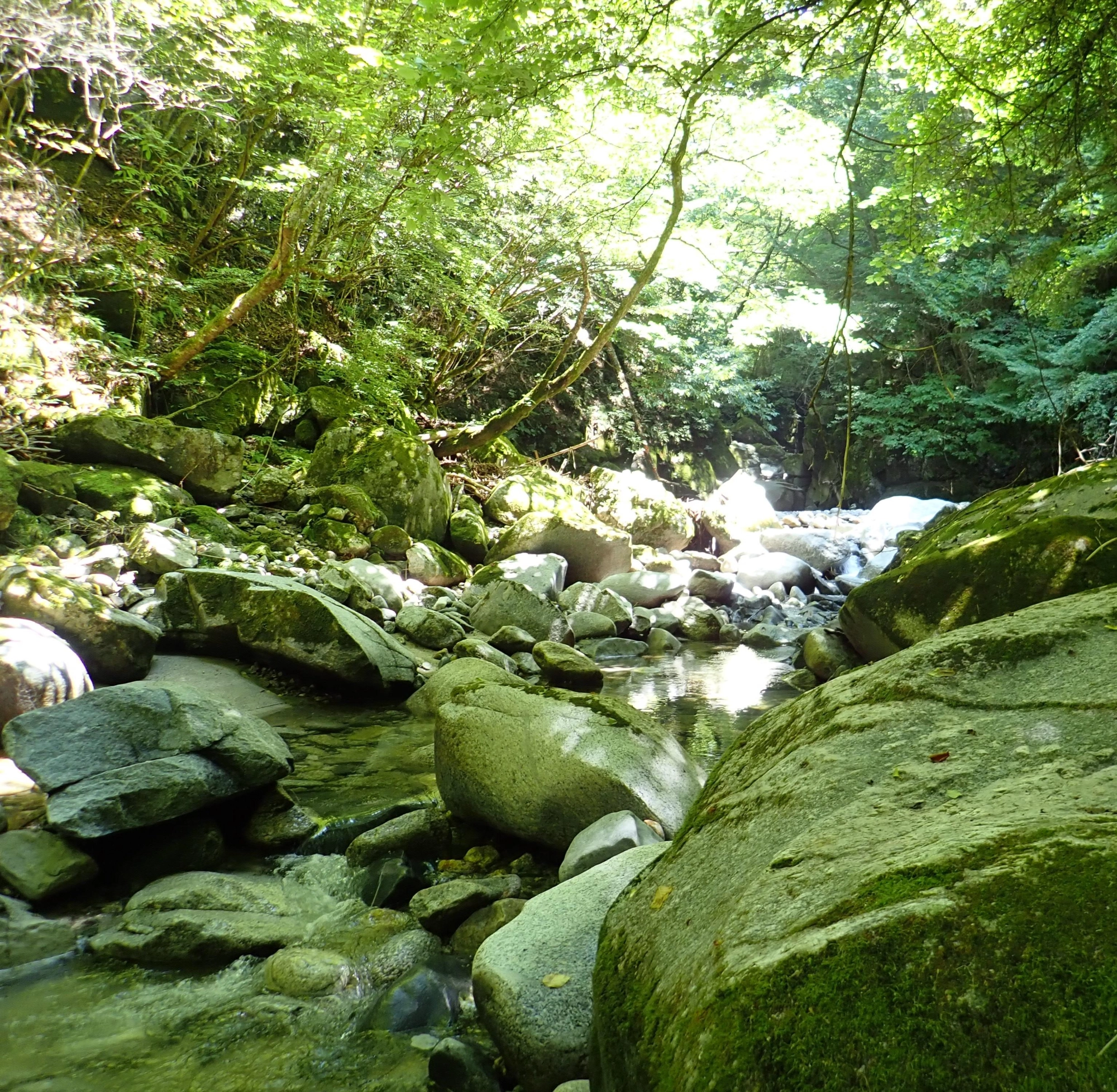 増水で小規模河川ですが魚影濃かったです。しかし、かなりスレていて手強い！