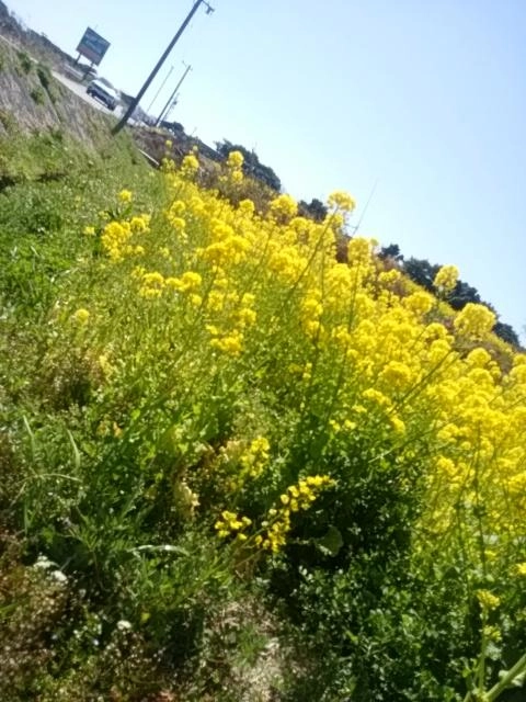 春だなぁ