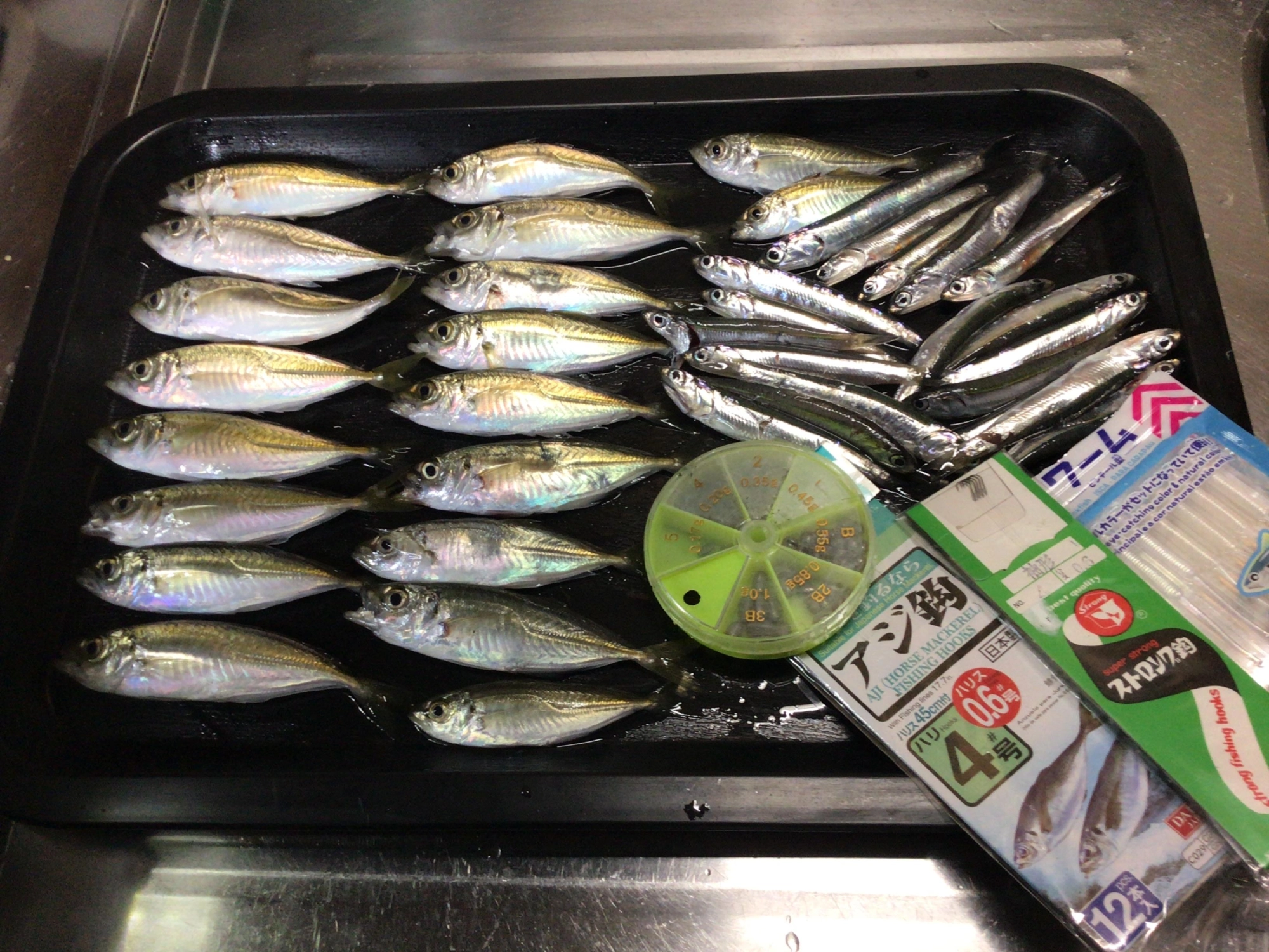 豆アジングに初チャレンジデス❗️٩( @ω@)وウリャ〜