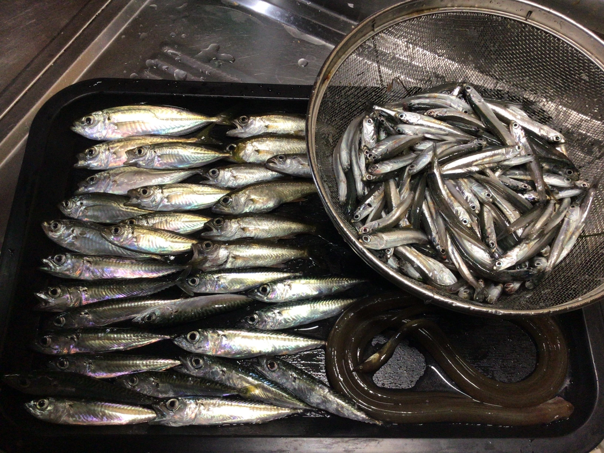 サビキ爆釣、、、恵みに感謝❗️