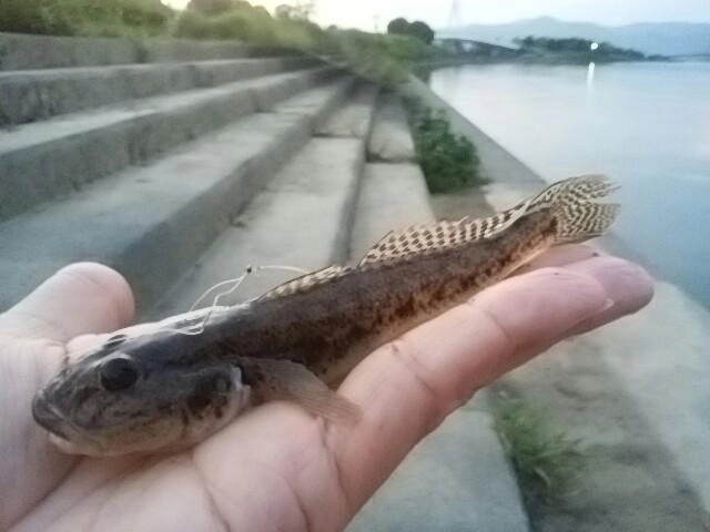 ハゼ成長中