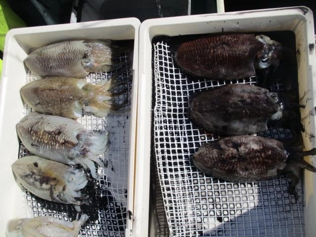 途中バラしもあったみたいですのでバラしなければツヌケ乗せもッ(ﾟ∀ﾟ)⁈