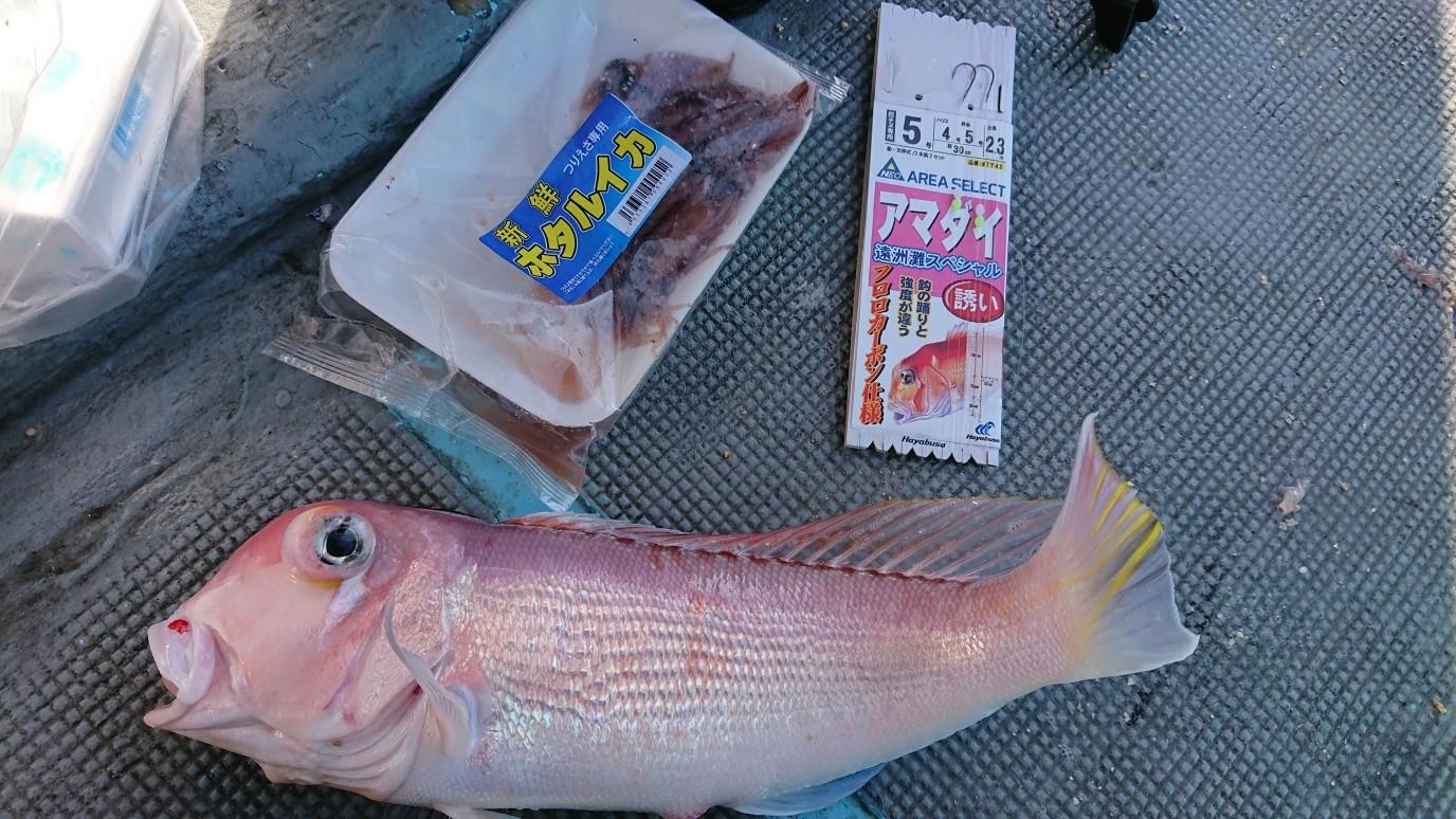 エサはオキアミ・ホタルイカ・青イソメなど