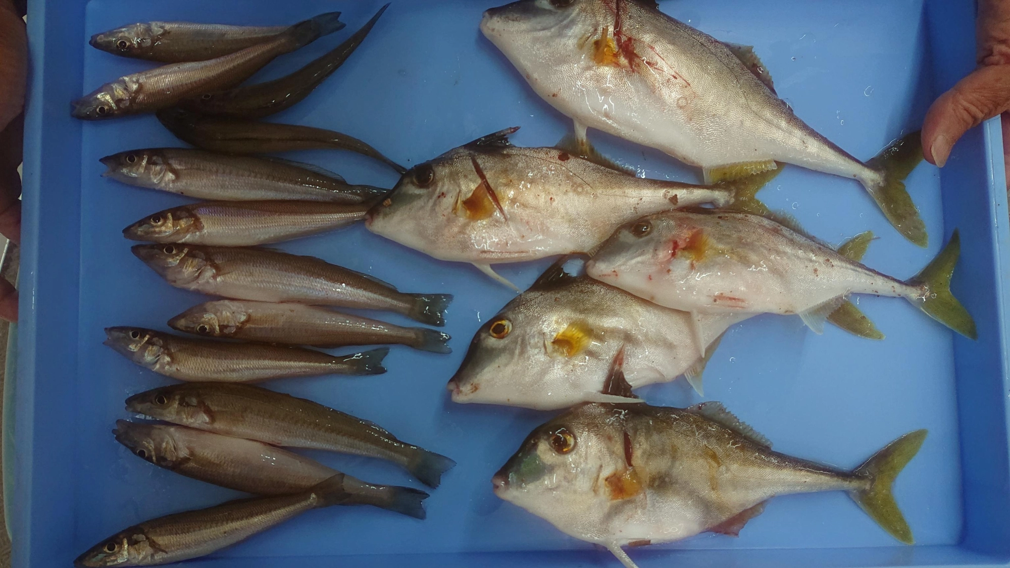 ちょい投げ釣りでバラエティ豊かな魚種が釣れるシーズンとなりました！