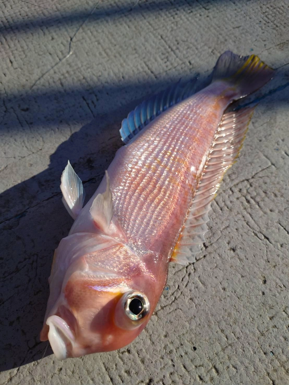 最大で35㎝前後のアマダイまで釣ることができました!!