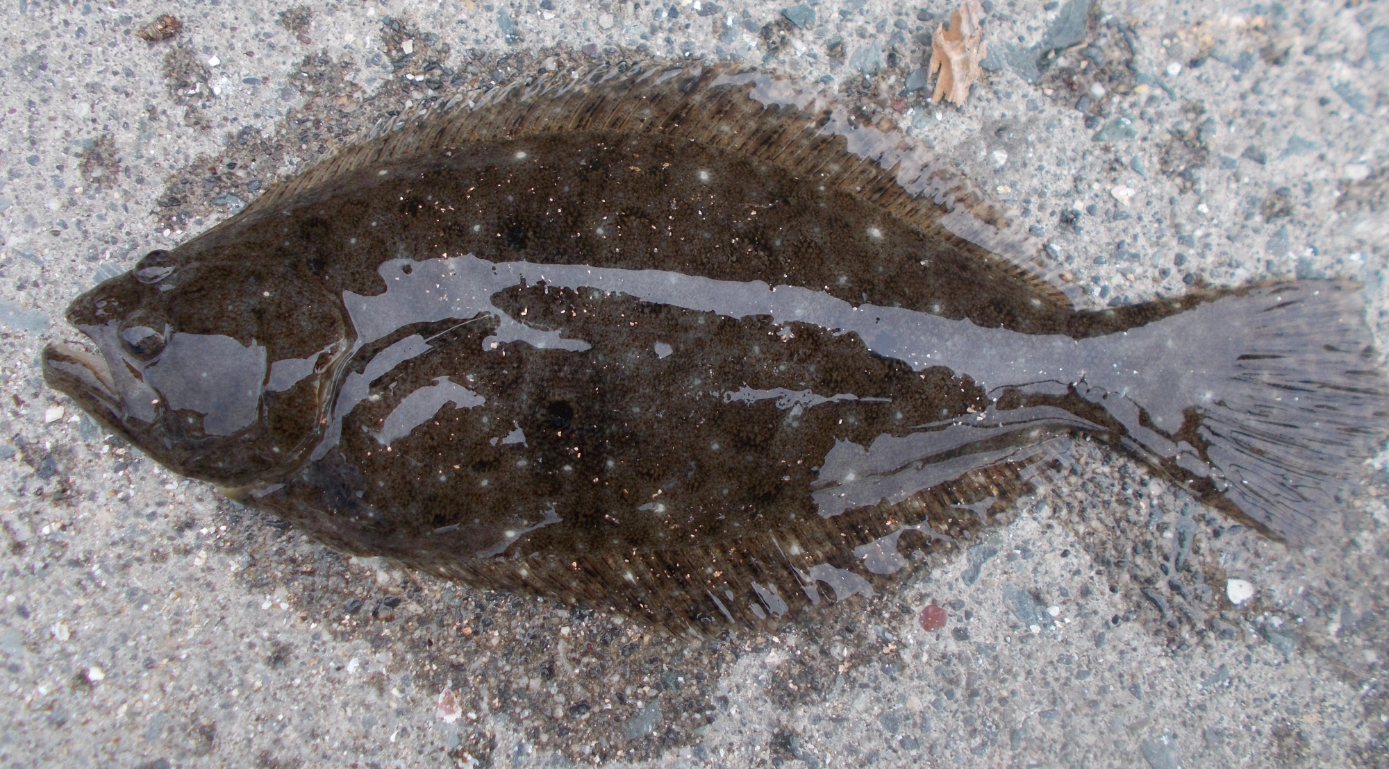 釣れたキスに飛びついてきました。他にも4回ヒラメのアタリあり釣れた魚を泳がせておくのもいいかも。