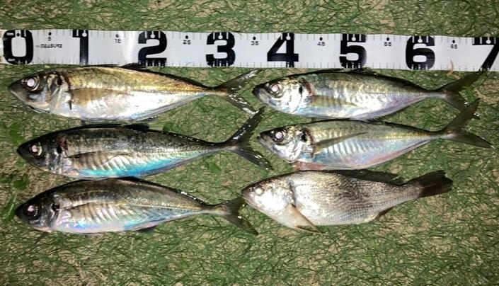 浜で釣れるアジはデカいです！