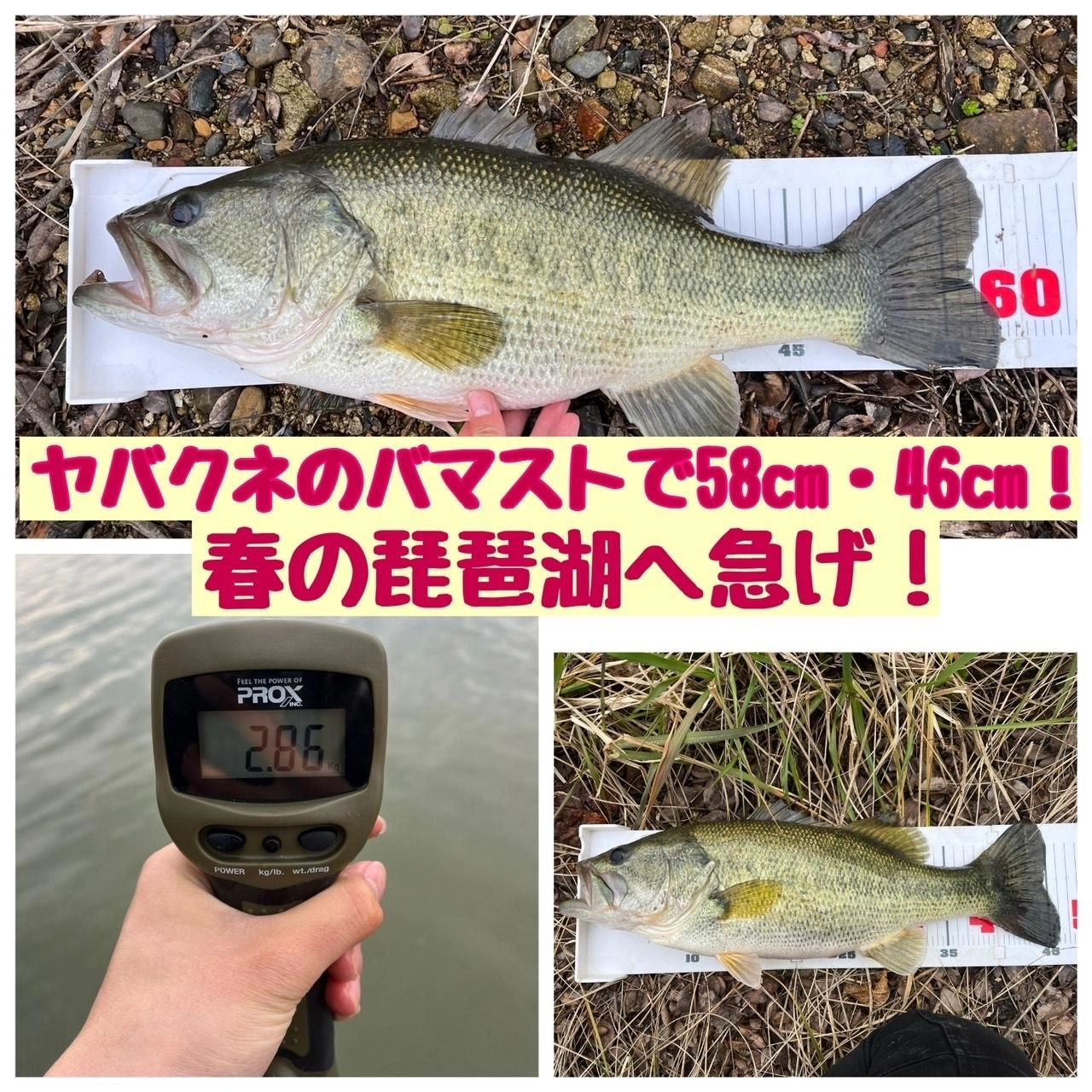 ラスターブレード+カタクチワームヤバクネのバマストで58cm・46cmキャッチ！
