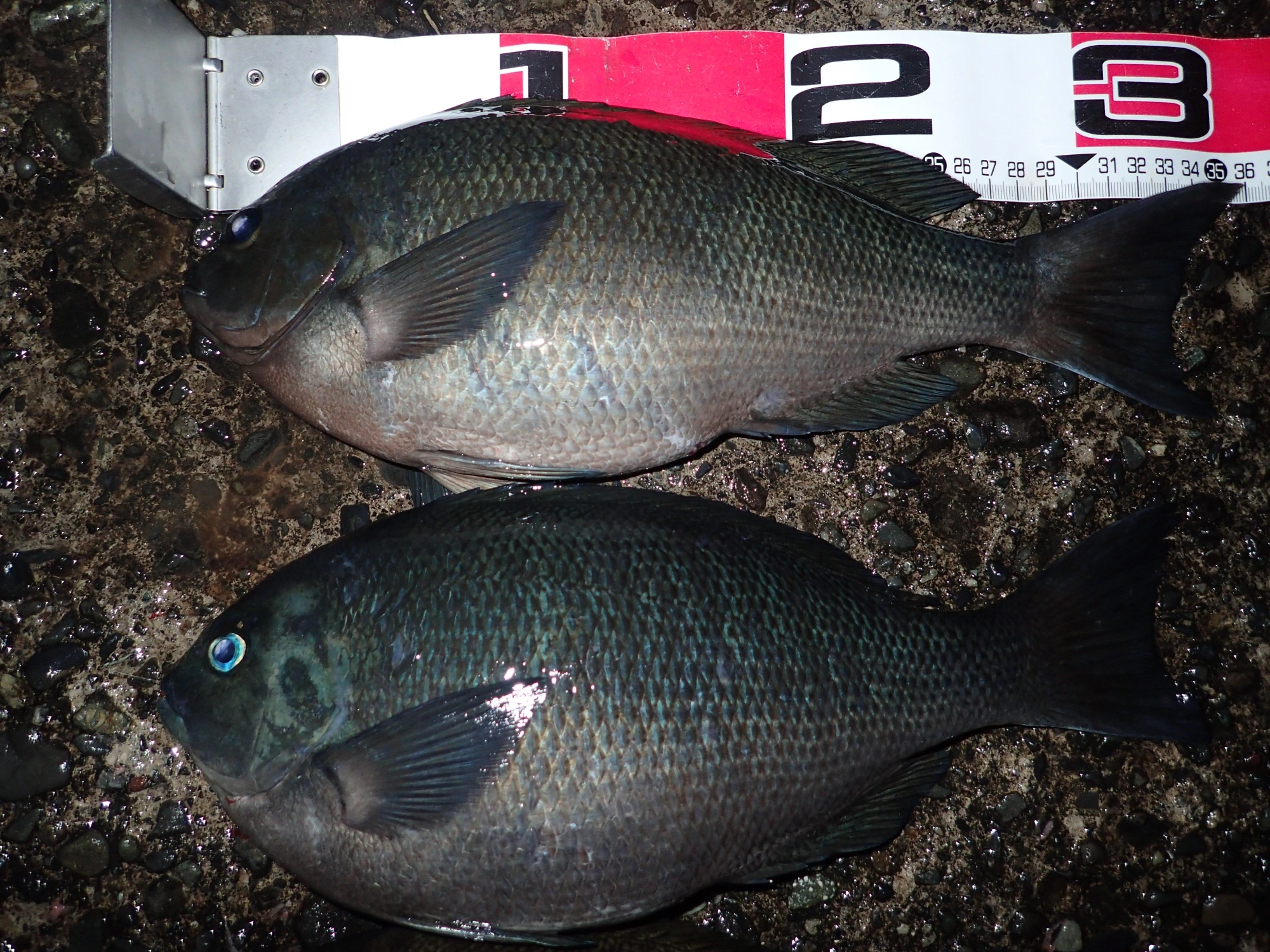 とても良く太った魚体でした。