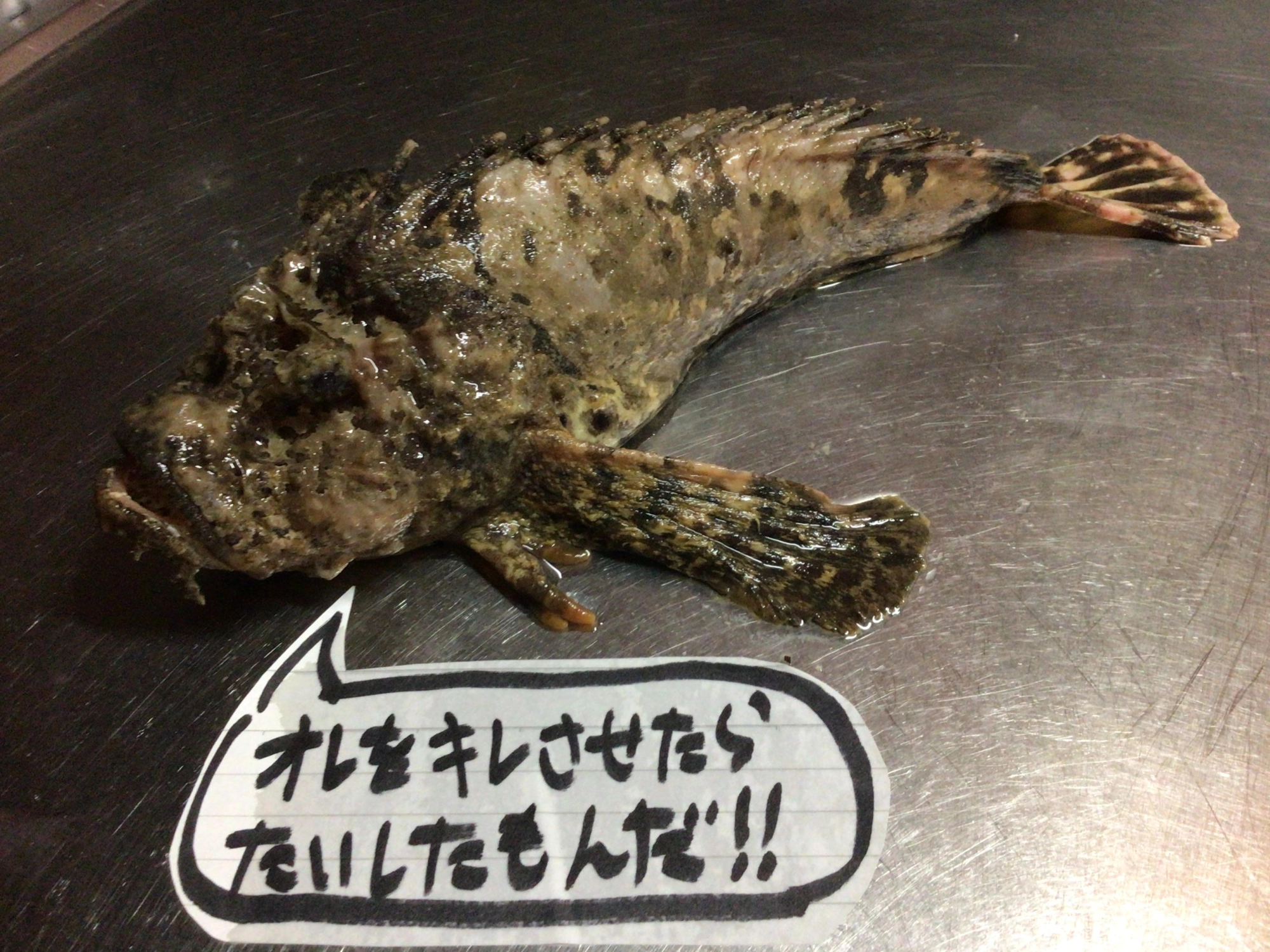 鬼カサゴ、、、顔がイカツイデス❗️