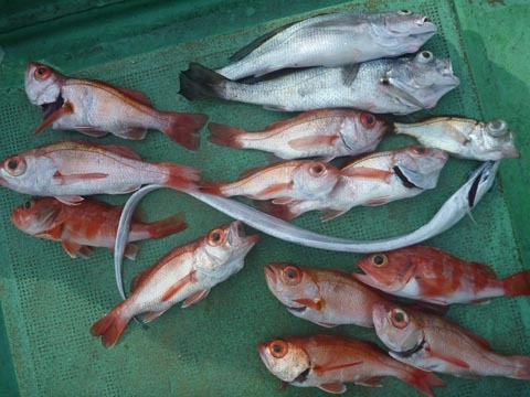 魚の活性は高く、アカムツ以外のアタリもたくさんありました！