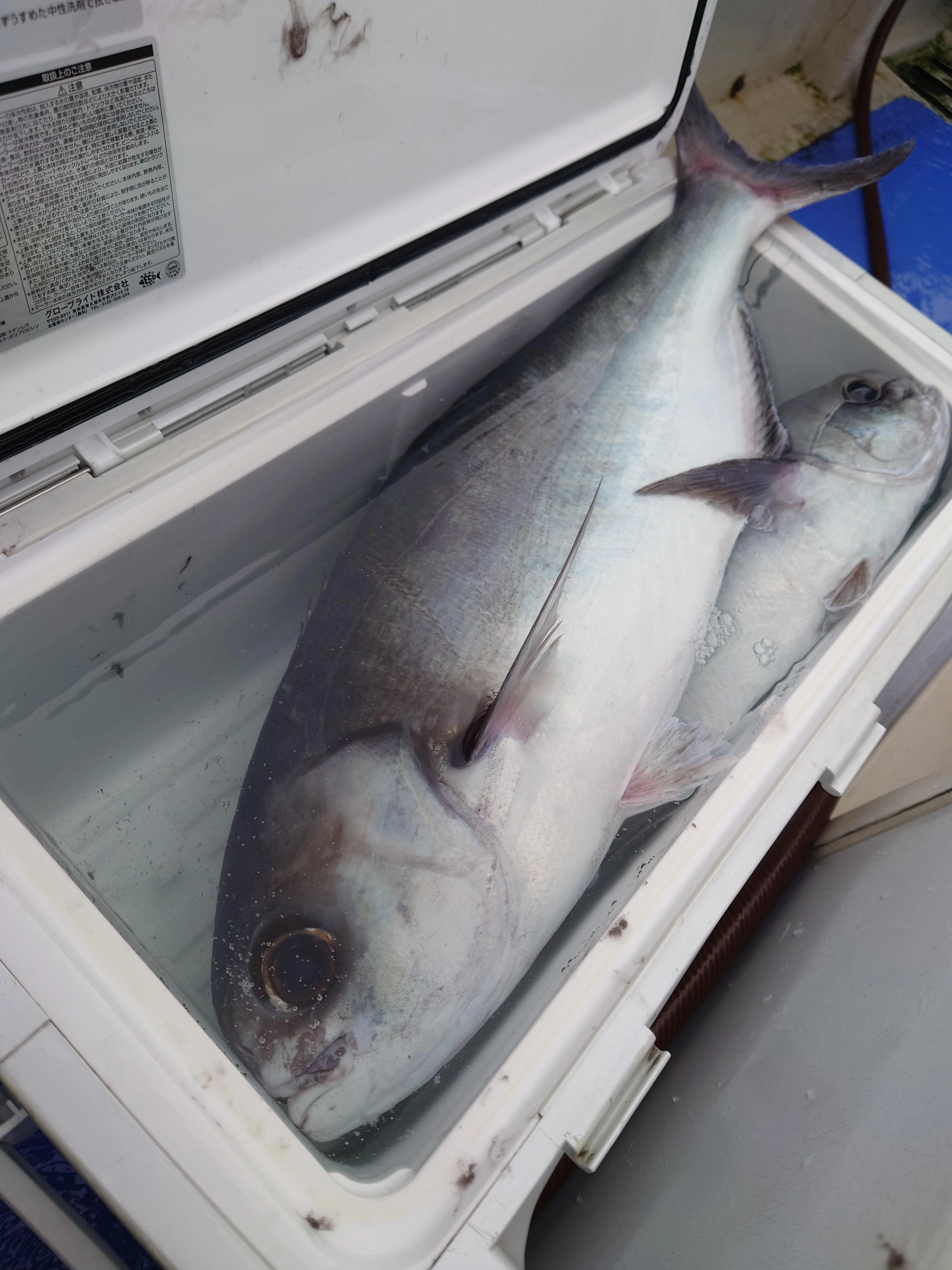 メダイ釣れてます！釣れている今がチャンスなのでぜひ皆様、お早目の釣行計画を！！